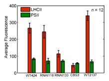 LHCII and PSII fluorescence in Chlamydomonas reinhardtii cells