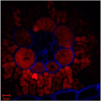 Filter based image of biomass feedstock